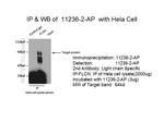 FLCN Antibody in Immunoprecipitation (IP)