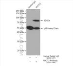 RHOT2 Antibody in Immunoprecipitation (IP)