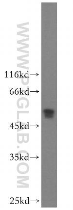 NDUFV1 Antibody in Western Blot (WB)