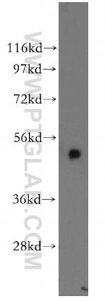 NDUFV1 Antibody in Western Blot (WB)