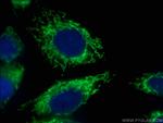 COXIV Antibody in Immunocytochemistry (ICC/IF)