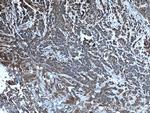 COXIV Antibody in Immunohistochemistry (Paraffin) (IHC (P))