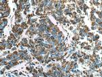 COXIV Antibody in Immunohistochemistry (Paraffin) (IHC (P))