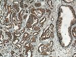 COXIV Antibody in Immunohistochemistry (Paraffin) (IHC (P))