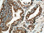 COXIV Antibody in Immunohistochemistry (Paraffin) (IHC (P))