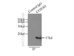 COXIV Antibody in Immunoprecipitation (IP)