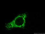 COXIV Antibody in Immunocytochemistry (ICC/IF)