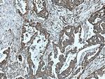 COXIV Antibody in Immunohistochemistry (Paraffin) (IHC (P))