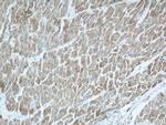 COXIV Antibody in Immunohistochemistry (Paraffin) (IHC (P))