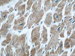 COXIV Antibody in Immunohistochemistry (Paraffin) (IHC (P))