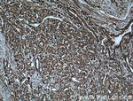 COXIV Antibody in Immunohistochemistry (Paraffin) (IHC (P))