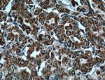 COXIV Antibody in Immunohistochemistry (Paraffin) (IHC (P))