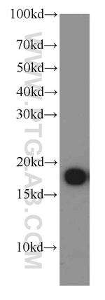 COXIV Antibody in Western Blot (WB)