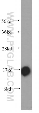 COXIV Antibody in Western Blot (WB)