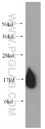 COXIV Antibody in Western Blot (WB)