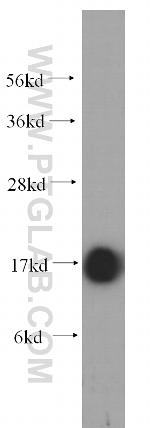 COXIV Antibody in Western Blot (WB)