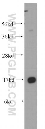 COXIV Antibody in Western Blot (WB)