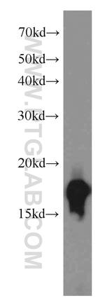 COXIV Antibody in Western Blot (WB)