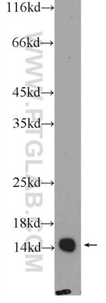 COXIV Antibody in Western Blot (WB)