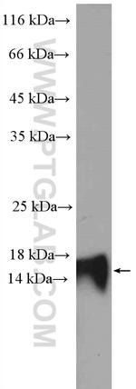 COXIV Antibody in Western Blot (WB)