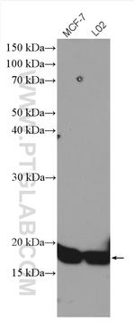 COXIV Antibody in Western Blot (WB)