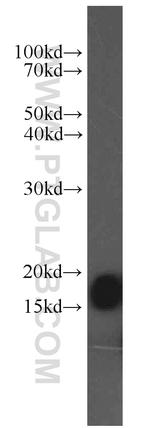 COXIV Antibody in Western Blot (WB)