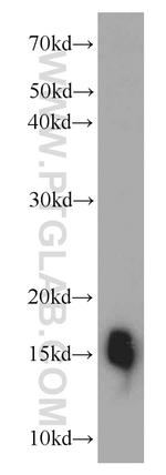 COXIV Antibody in Western Blot (WB)