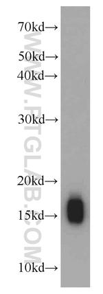 COXIV Antibody in Western Blot (WB)