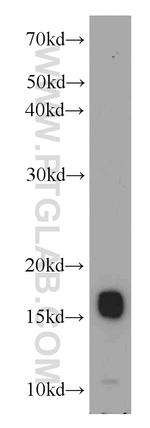 COXIV Antibody in Western Blot (WB)