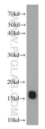 COXIV Antibody in Western Blot (WB)