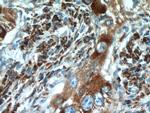 PDI Antibody in Immunohistochemistry (Paraffin) (IHC (P))