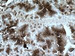 PDI Antibody in Immunohistochemistry (Paraffin) (IHC (P))