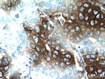 PDI Antibody in Immunohistochemistry (Paraffin) (IHC (P))