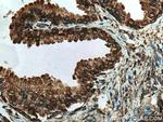 PDI Antibody in Immunohistochemistry (Paraffin) (IHC (P))