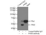 PDI Antibody in Immunoprecipitation (IP)