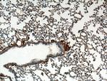 S100A10 Antibody in Immunohistochemistry (Paraffin) (IHC (P))