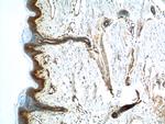 S100A10 Antibody in Immunohistochemistry (Paraffin) (IHC (P))