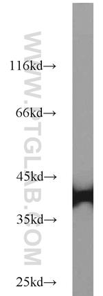 SUMO2/3 Antibody in Western Blot (WB)