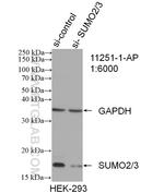 SUMO2/3 Antibody in Western Blot (WB)