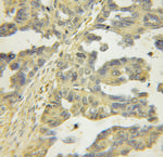 GLRX3 Antibody in Immunohistochemistry (Paraffin) (IHC (P))