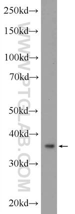 GLRX3 Antibody in Western Blot (WB)