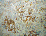 GLRX3 Antibody in Immunohistochemistry (Paraffin) (IHC (P))