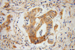 GLRX3 Antibody in Immunohistochemistry (Paraffin) (IHC (P))