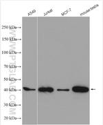 GLRX3 Antibody in Western Blot (WB)