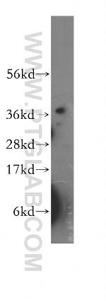 GLRX3 Antibody in Western Blot (WB)