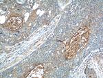 Annexin A2 Antibody in Immunohistochemistry (Paraffin) (IHC (P))