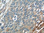 Annexin A2 Antibody in Immunohistochemistry (Paraffin) (IHC (P))