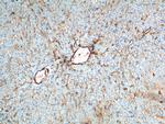 Annexin A2 Antibody in Immunohistochemistry (Paraffin) (IHC (P))