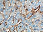 Annexin A2 Antibody in Immunohistochemistry (Paraffin) (IHC (P))