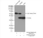 Annexin A2 Antibody in Immunoprecipitation (IP)